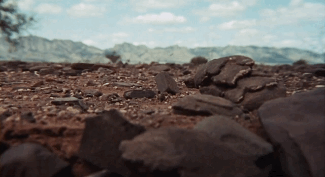 walkabout-bug.gif