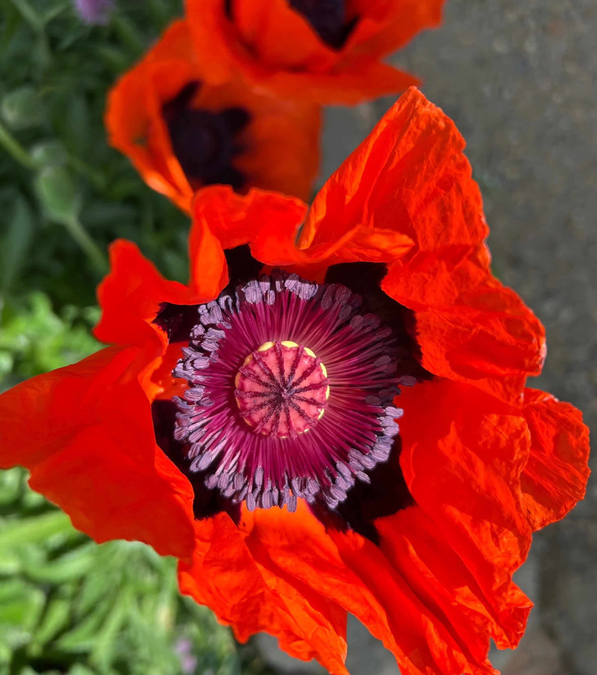 Cultivating Creativity Through Gardening