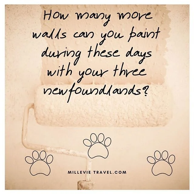 Certainly a fun project 🤪

#loveyourdog #newfoundlanddog  #landseernewfoundland #paintyourwalls #togetheritsbeautiful #millevietravel