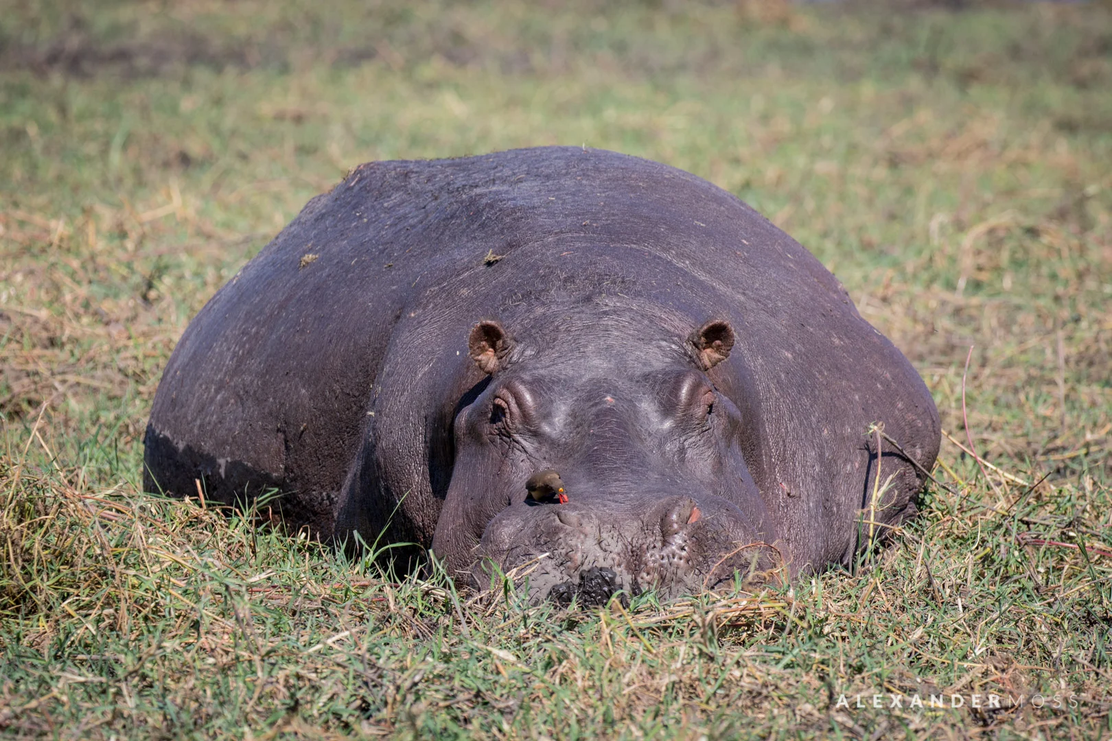 Chobe-5.jpg