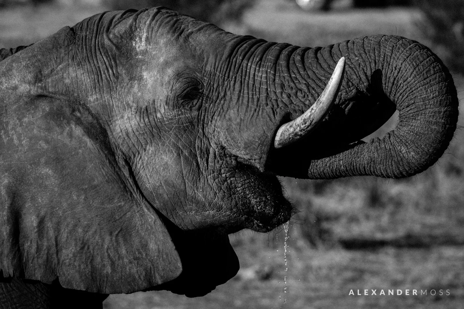 Chobe-1.jpg