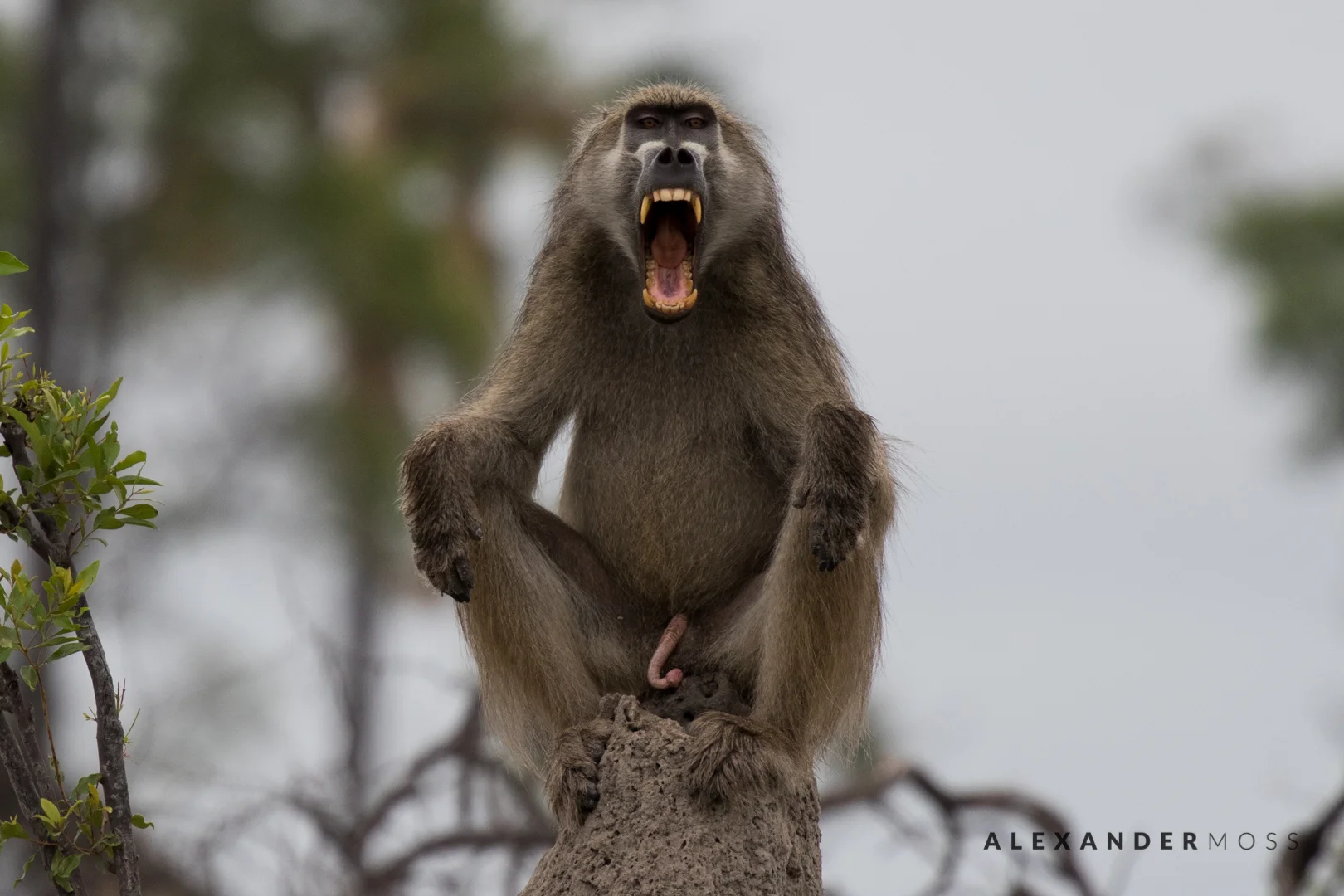 Okavango-2.jpg