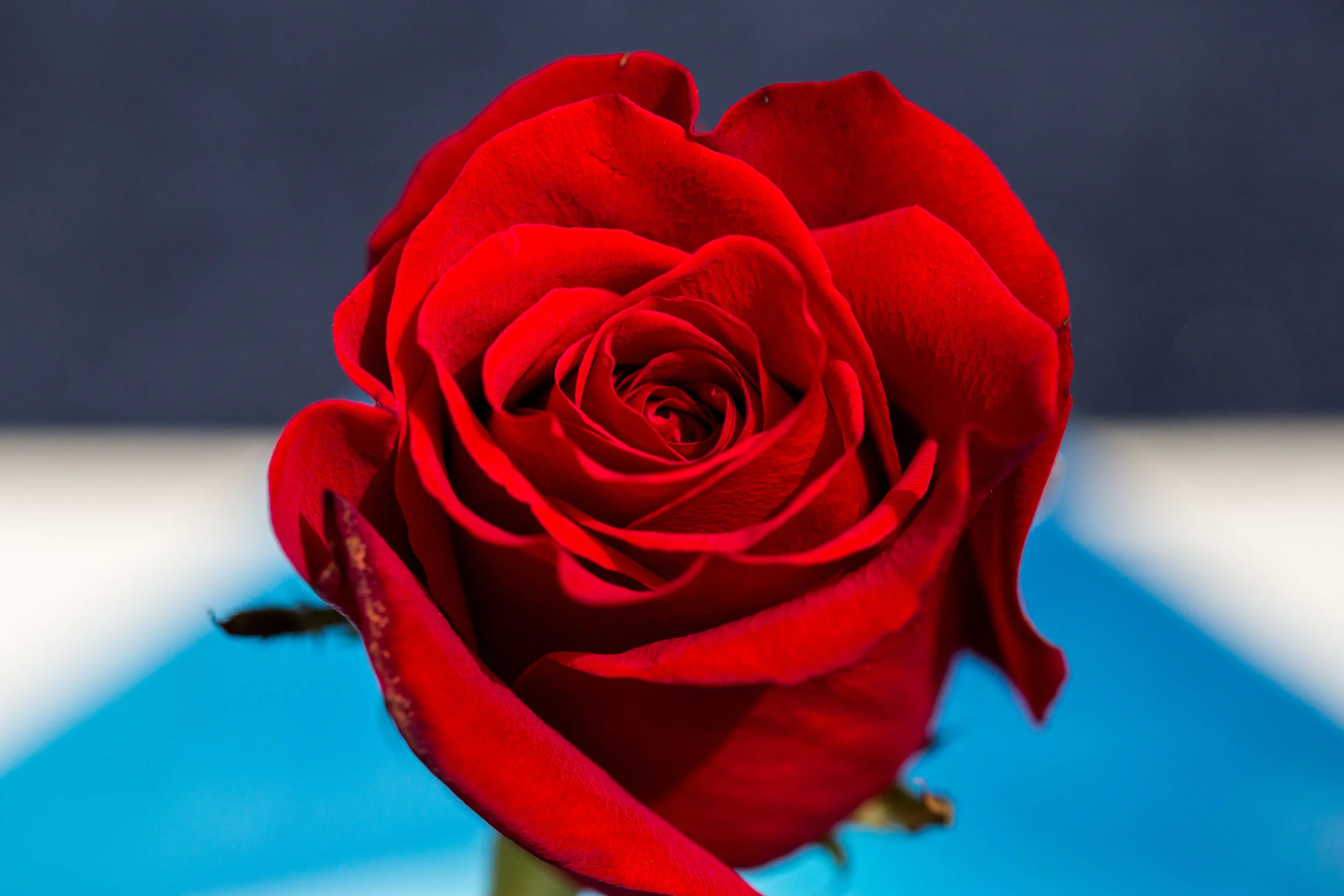 AKZPhotography1333418.jpg