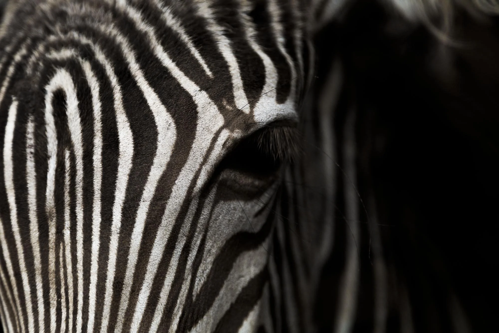 On The Plains | Kenya