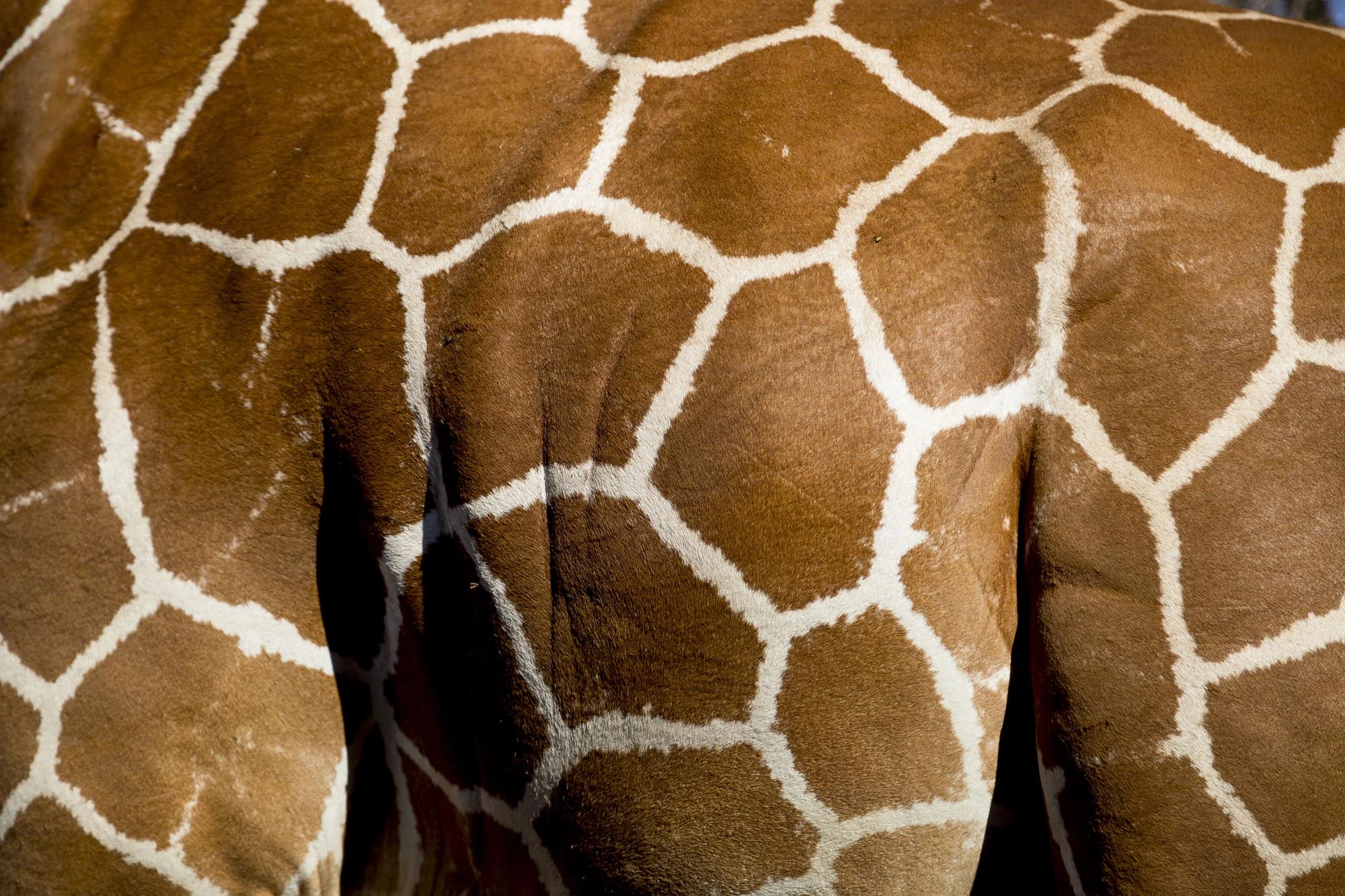 Kenya_5310.jpg