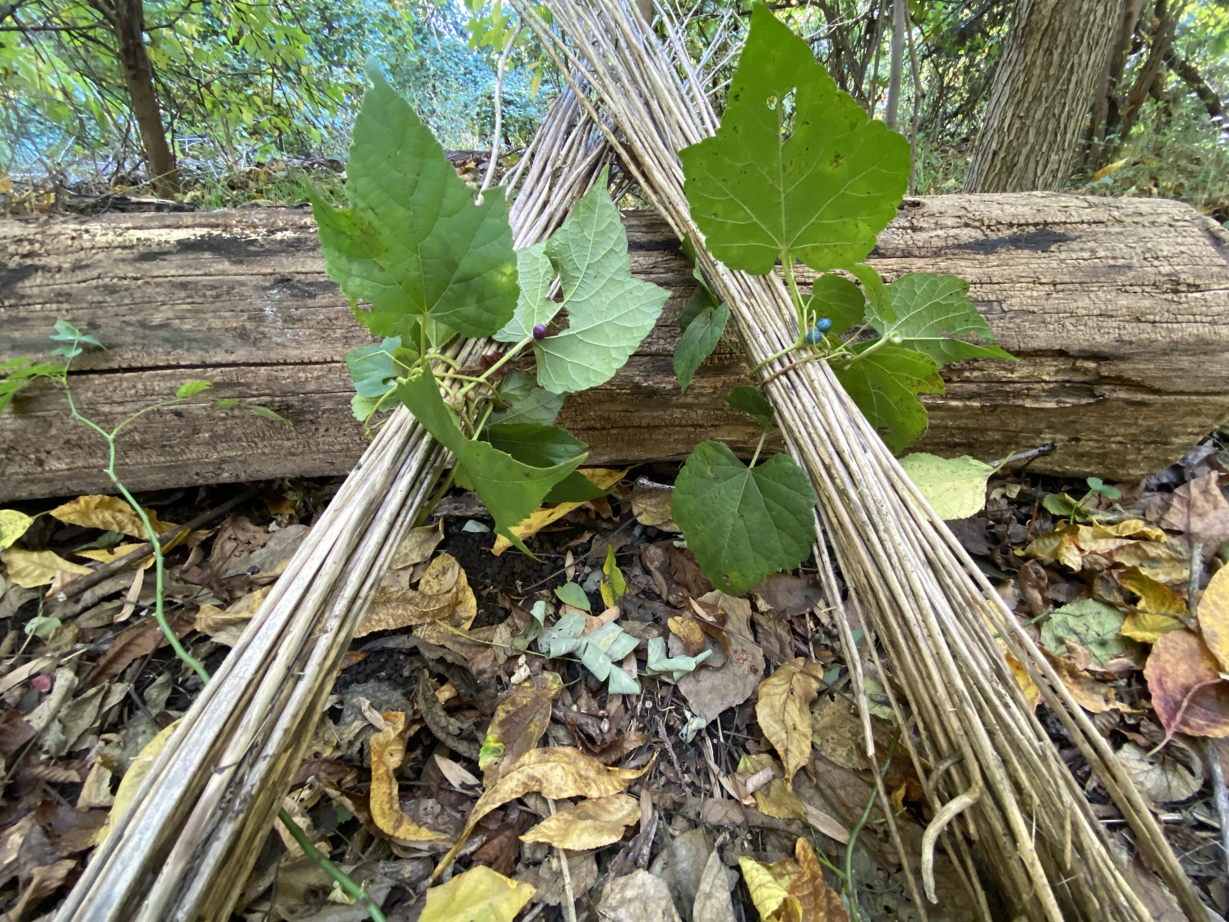 Garlic Mustard Drum Sticks 5.jpeg