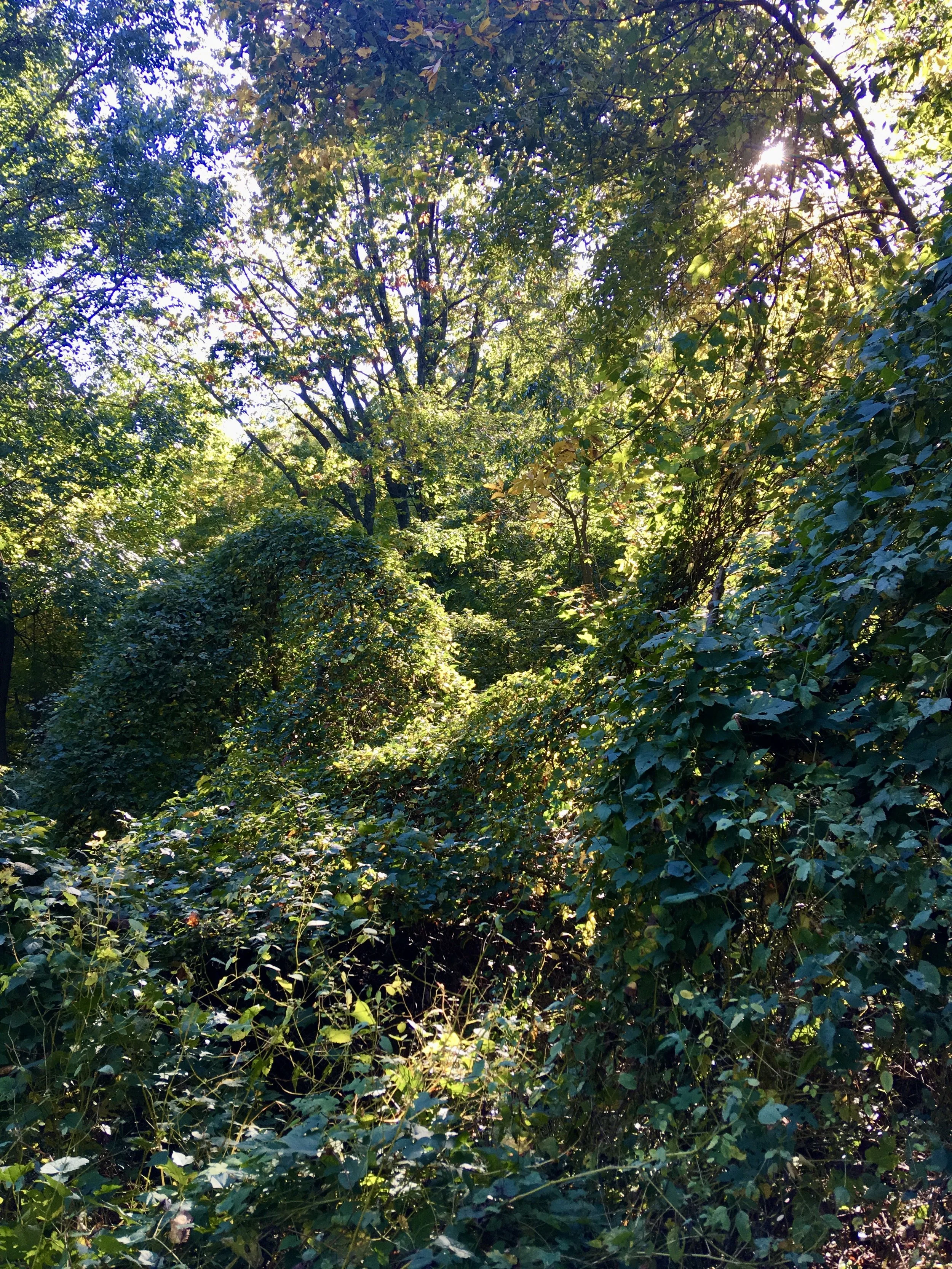 Porcelain Berry vines.JPG
