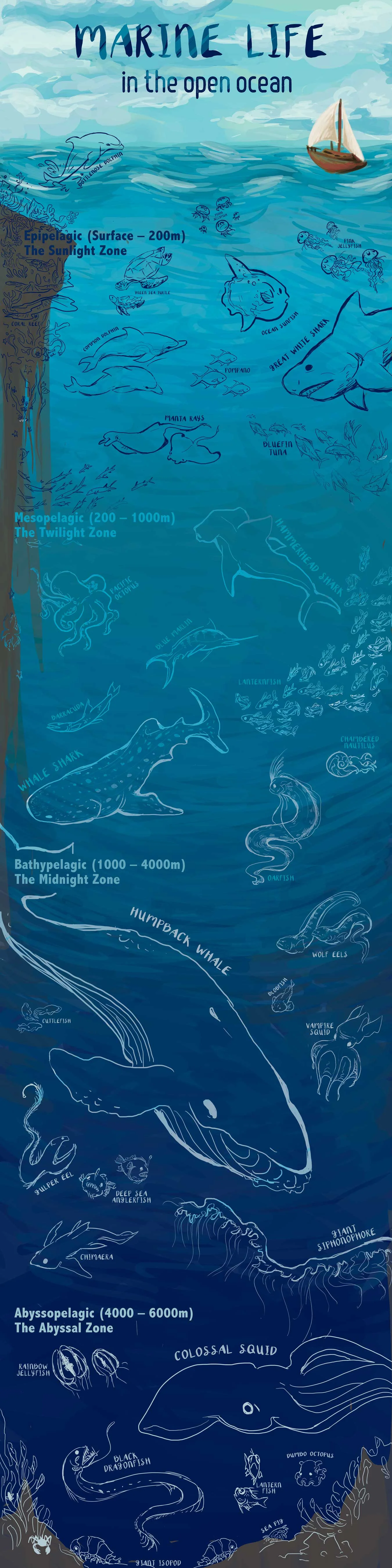ocean-infographic-2-flattened.jpg