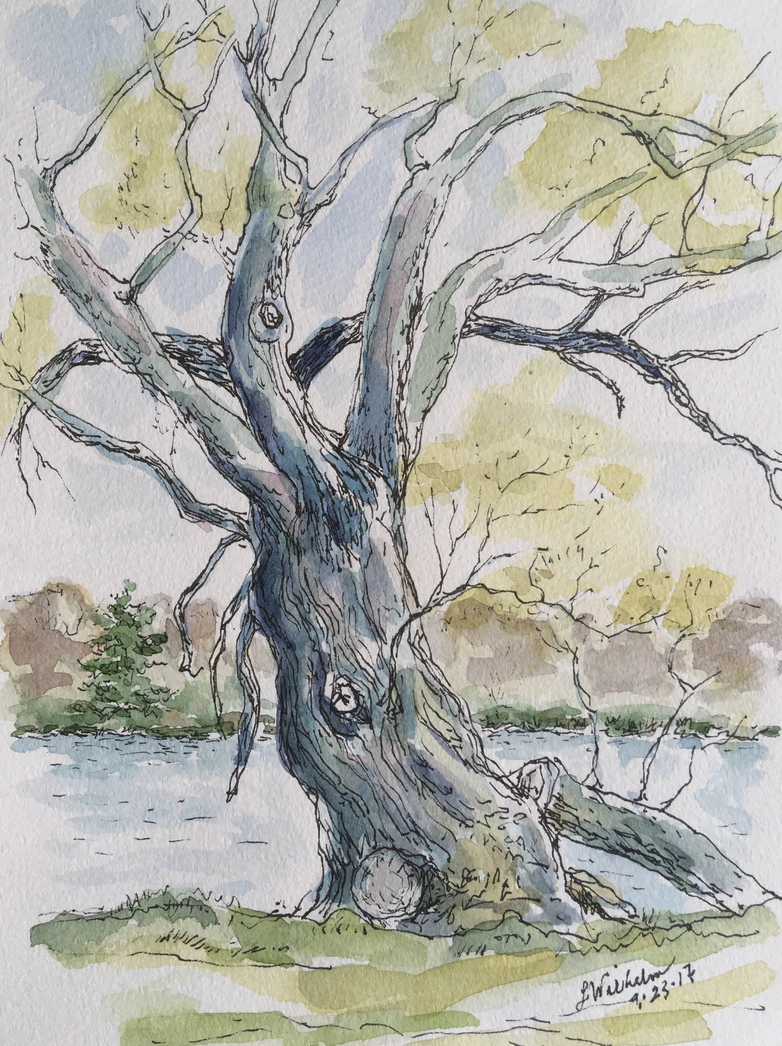 Fresh Pond Willow