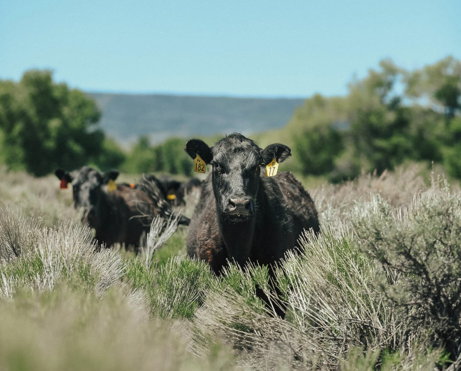 Lonetree Ranch