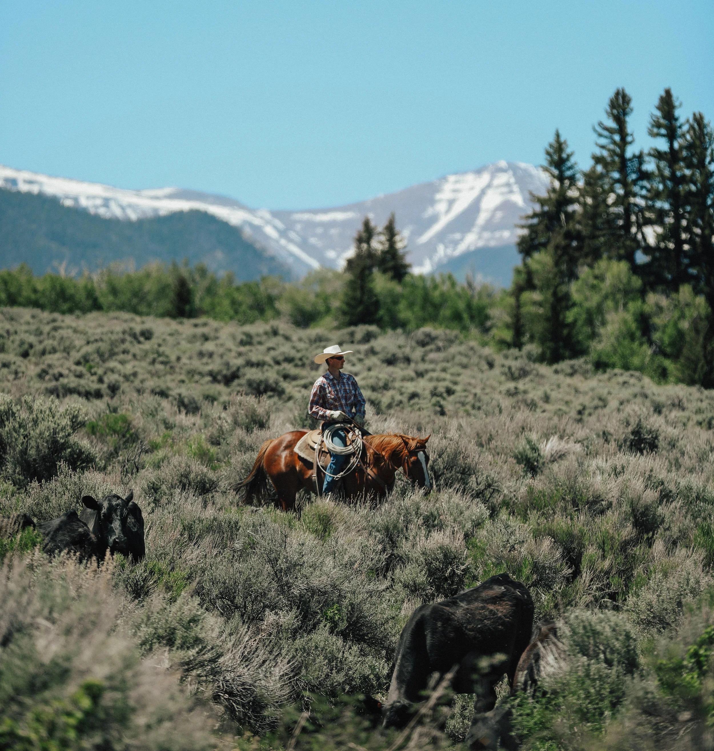 Lonetree Ranch
