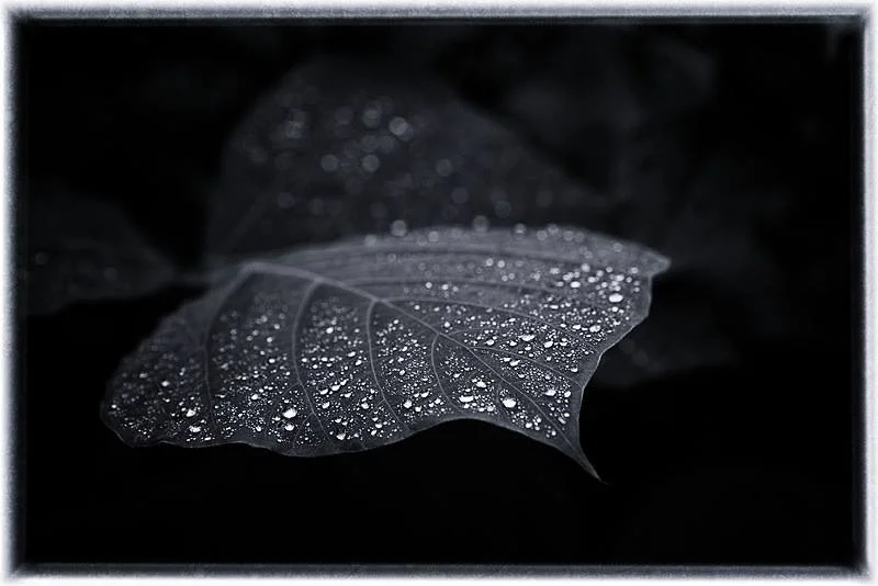 2_2014simonphotographic.jpg