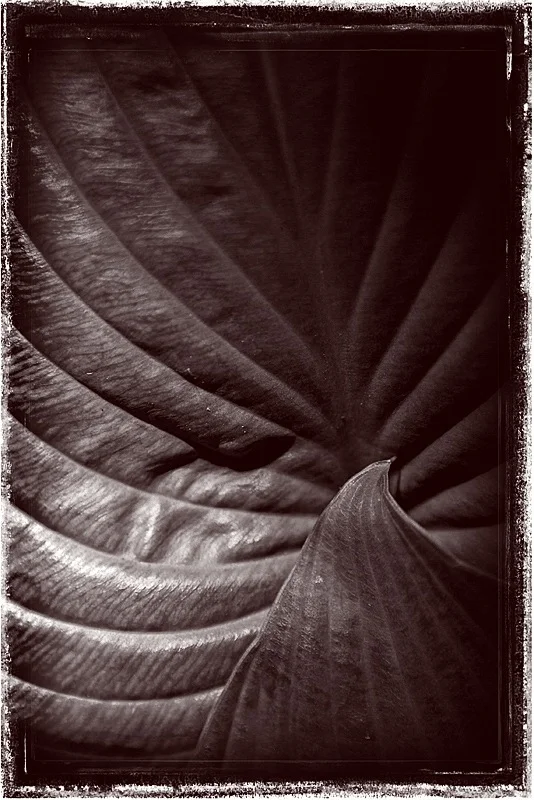 leaf_1_copy.jpg