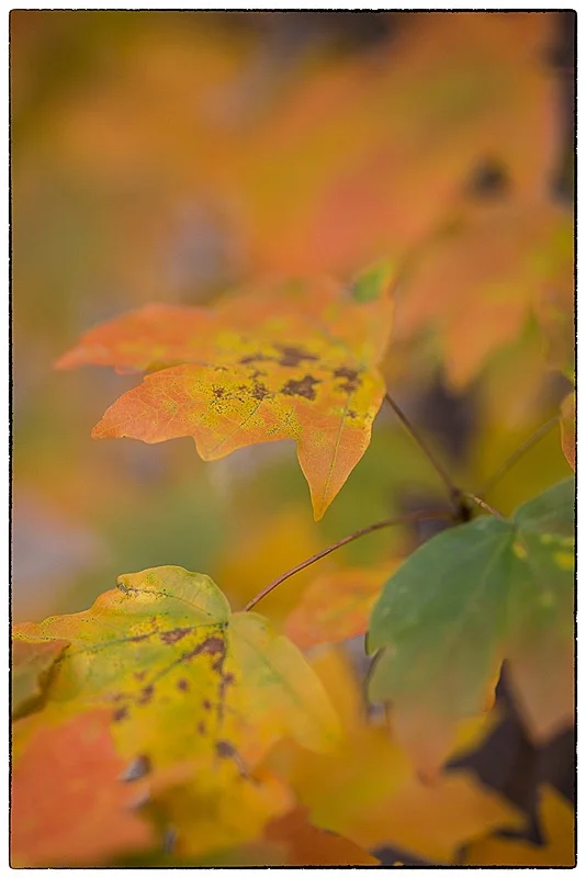 Leaves1_copy.jpg