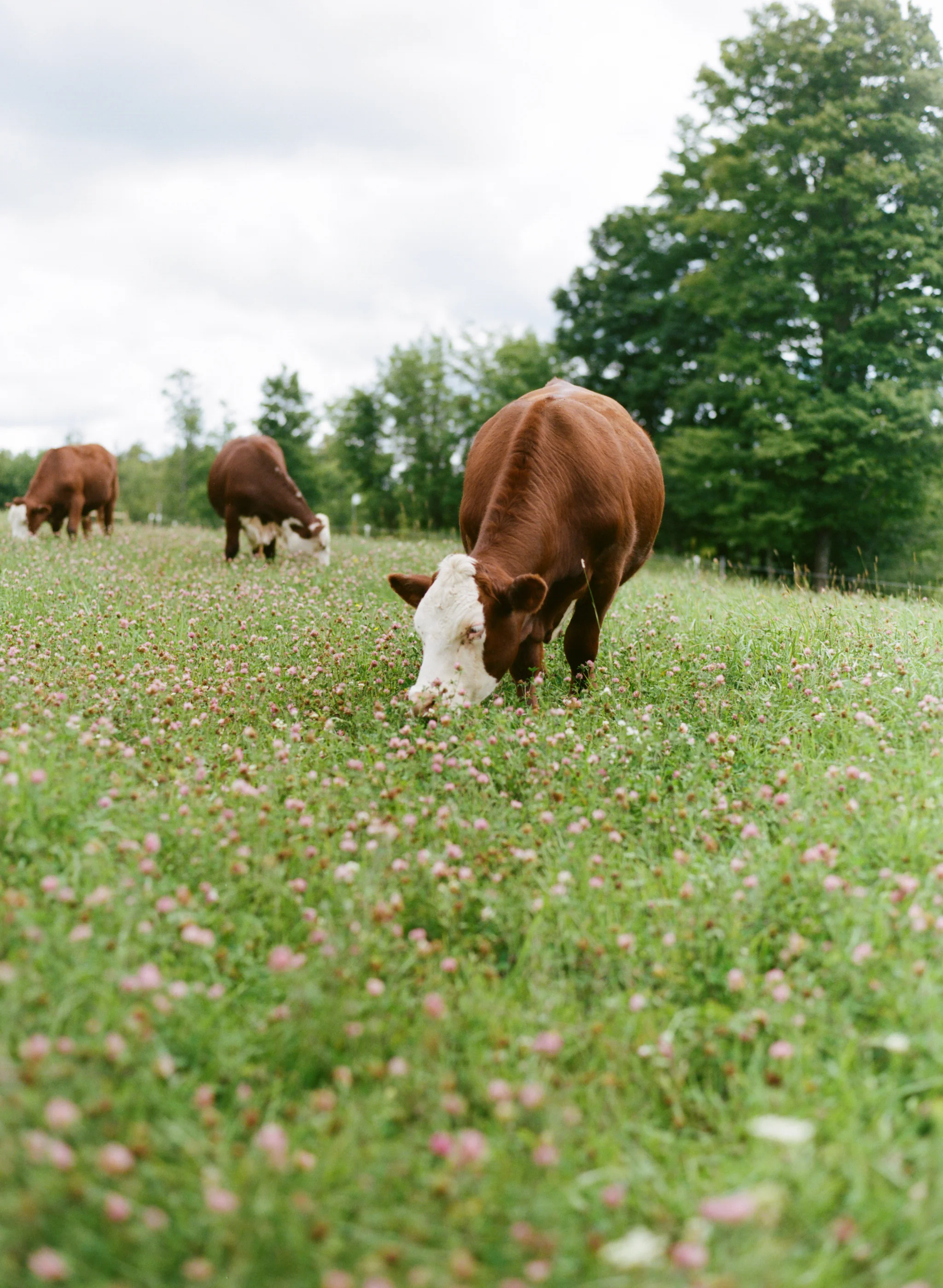 WoodsHillFarmCows.jpg
