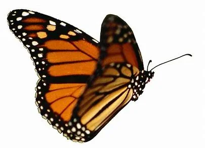 monarch3.jpg