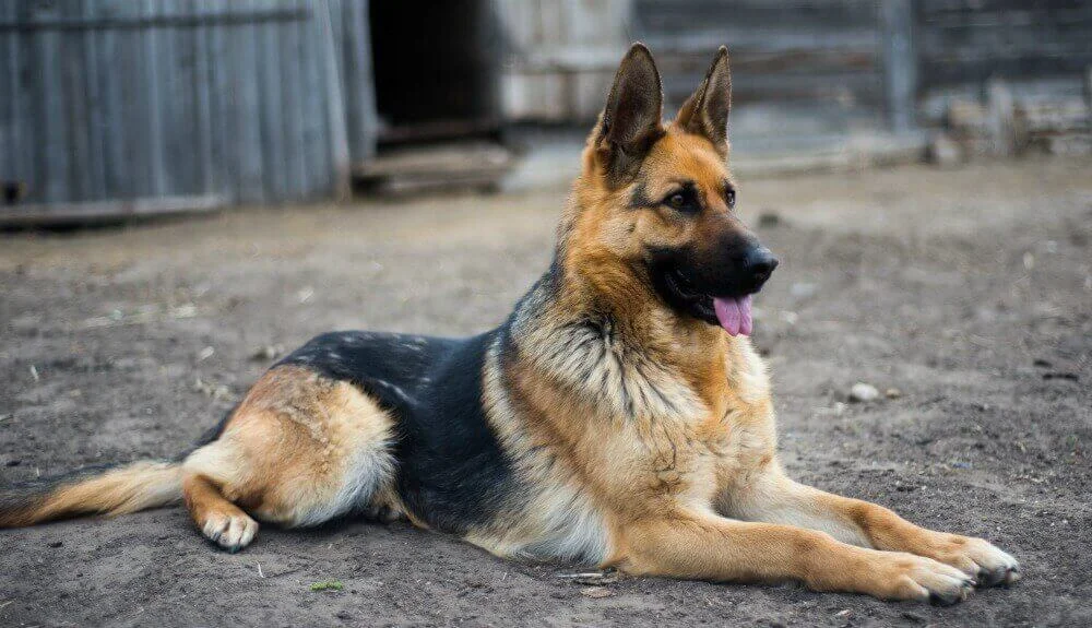 German Shepherds