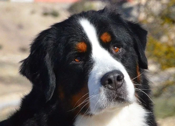 Bernese Mountain Dogs