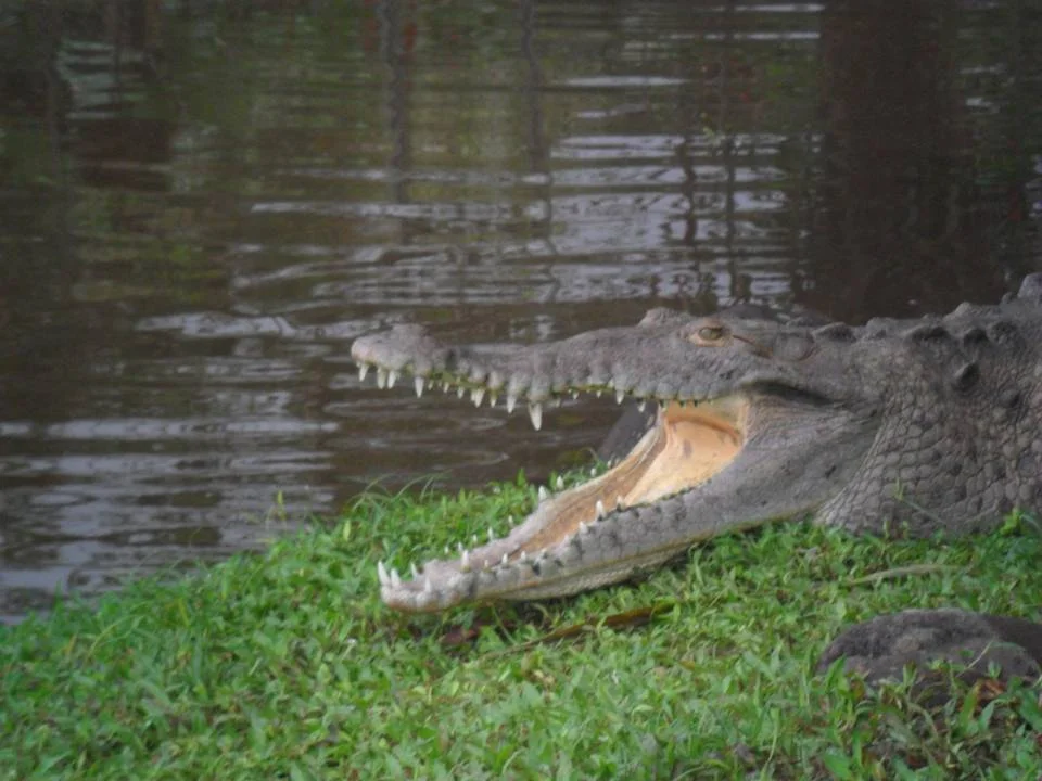 Krokodil.jpg