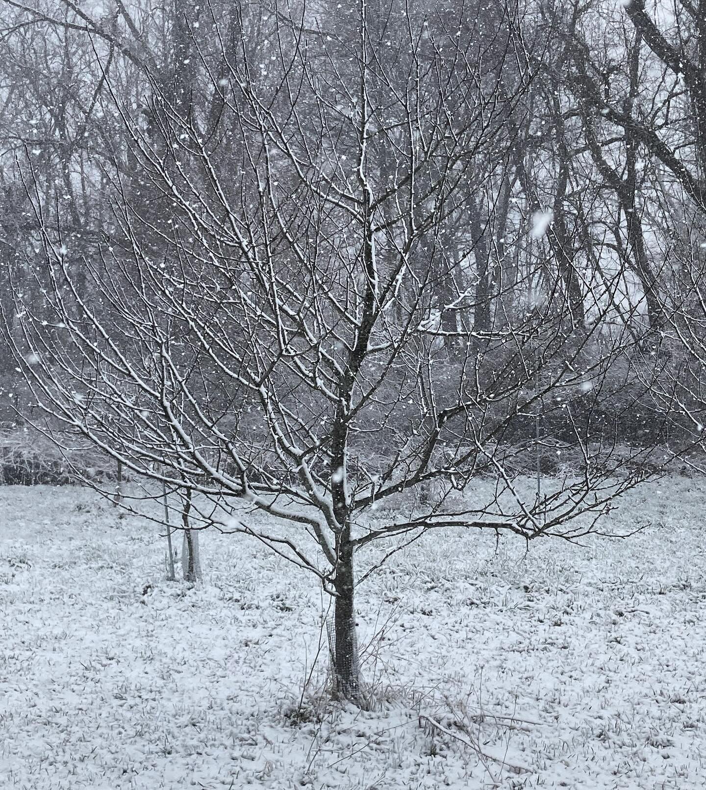 Yesterday in Ithaca: An apple tree waits for spring.