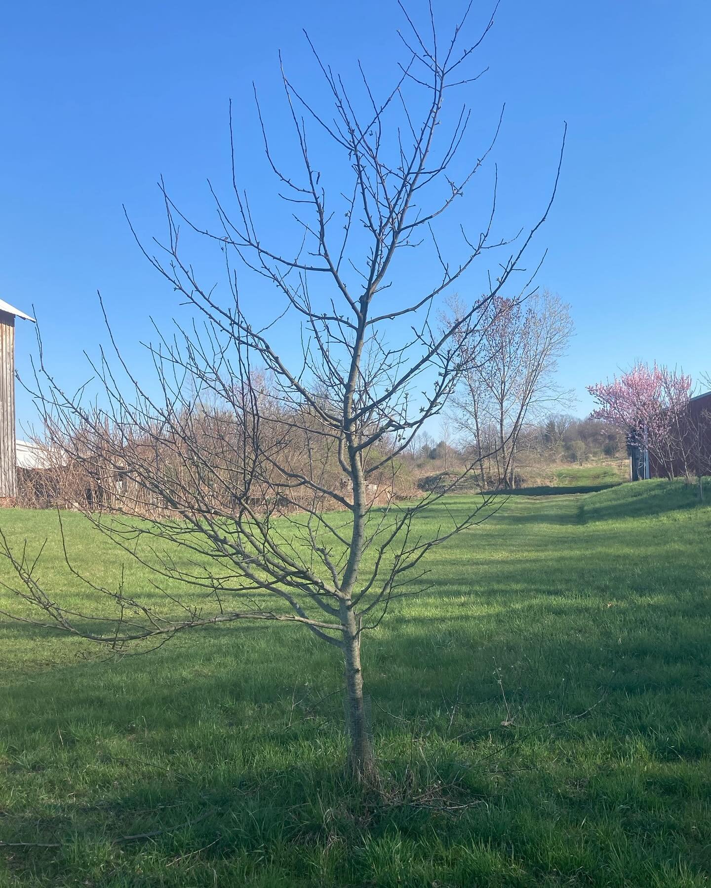 Just a few short weeks ago this little Baldwin tree was battling snow and waiting for spring. I&rsquo;m convinced the tree is happier now that the sun is out and upstate NY is beginning to warm up. The buds on the tree are not very far along yet, but