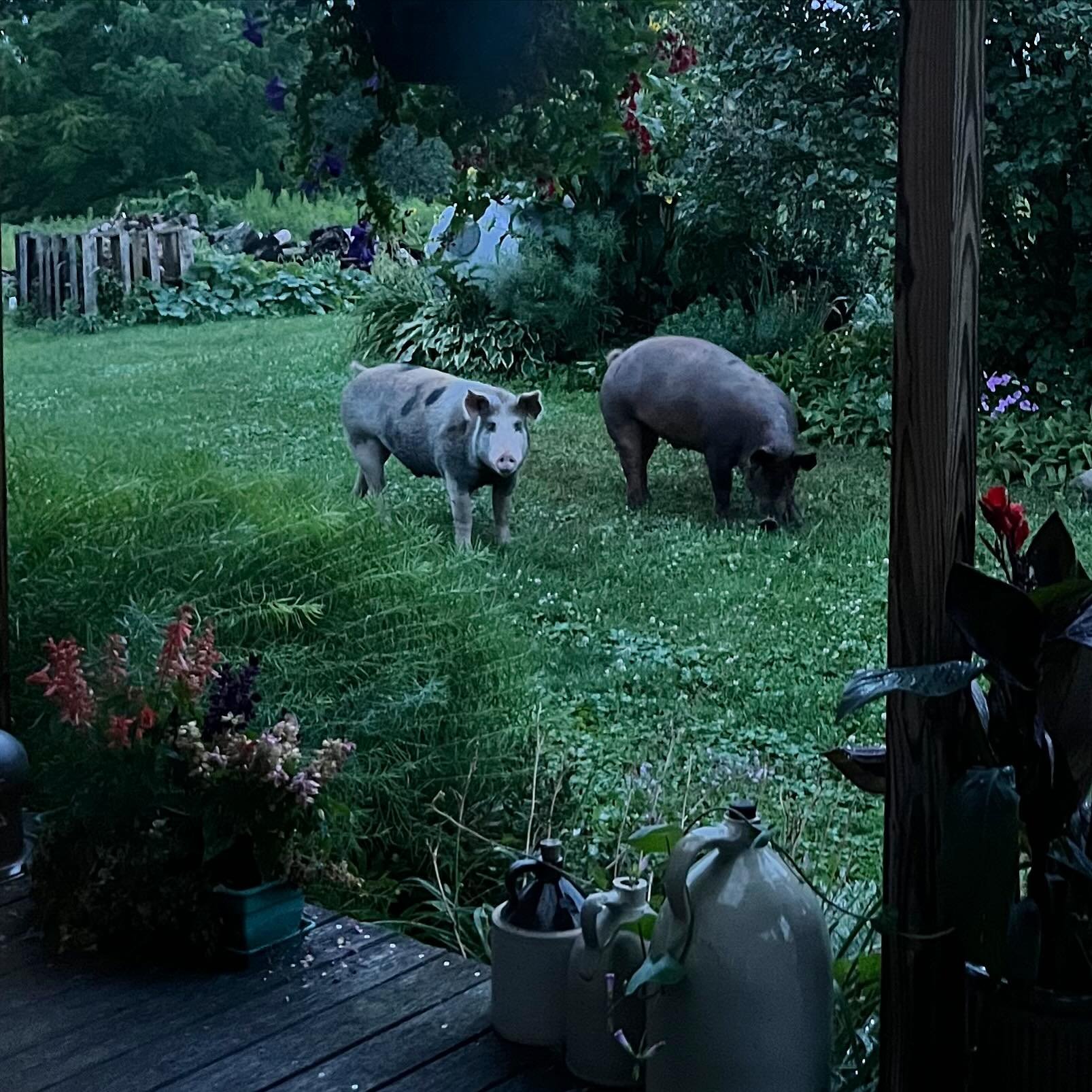 Anyone in Ithaca missing a pair of pigs? This lovely couple appeared last night at Steve and Leah&rsquo;s farm (home of @nyciderco) in Ithaca, NY.