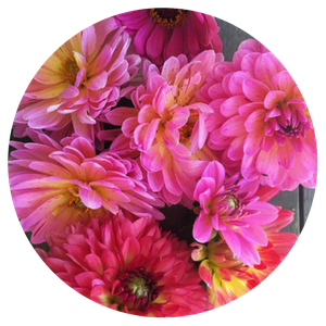 I love spending time in our backyard garden growing vegetables and many flowers – from dahlias, to peonies, to hydrangeas.