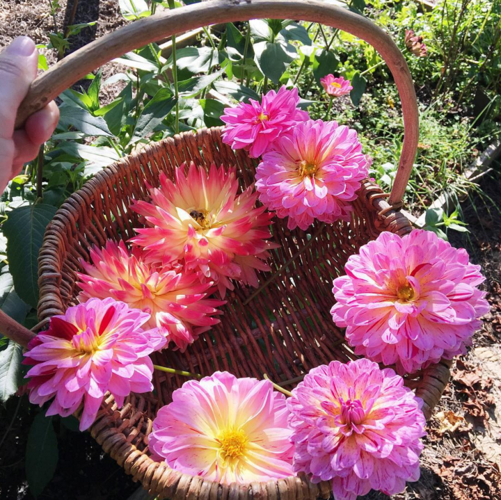 Southern Living Dahlia Nashville Tennessee Garden
