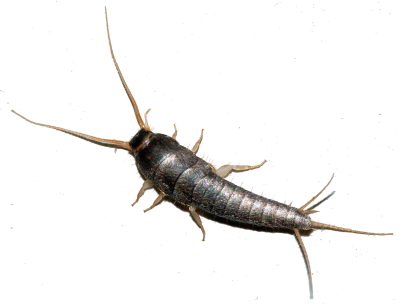 SILVERFISH