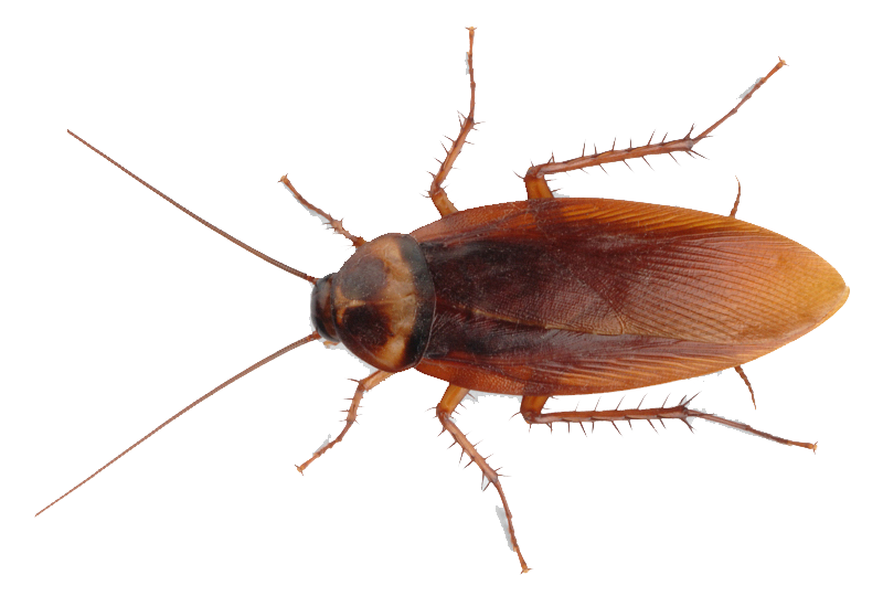 Copy of Copy of Cockroaches