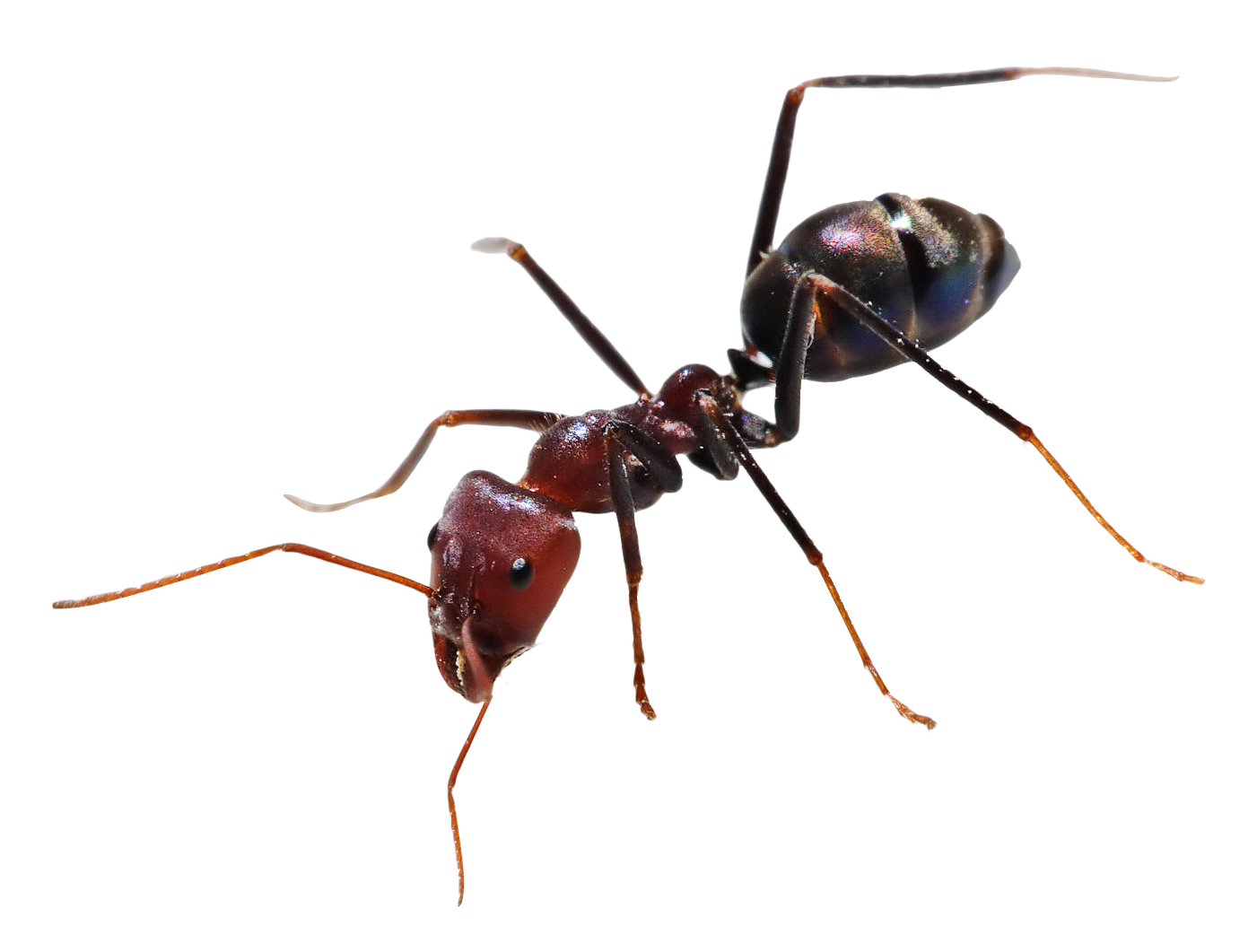 Copy of Ants