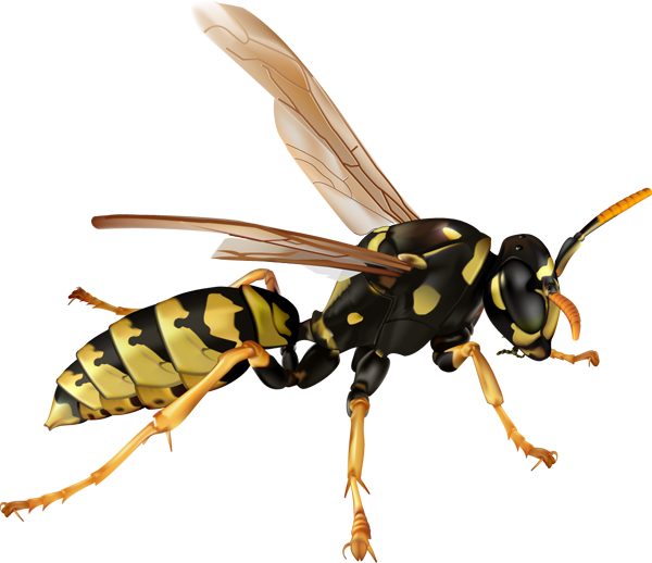 Copy of Wasps