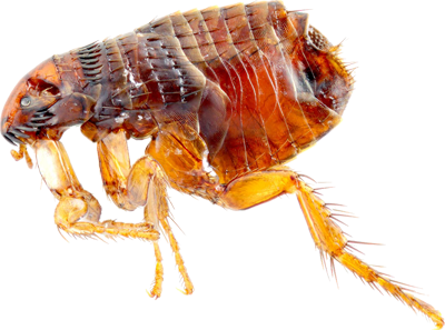 Copy of Fleas