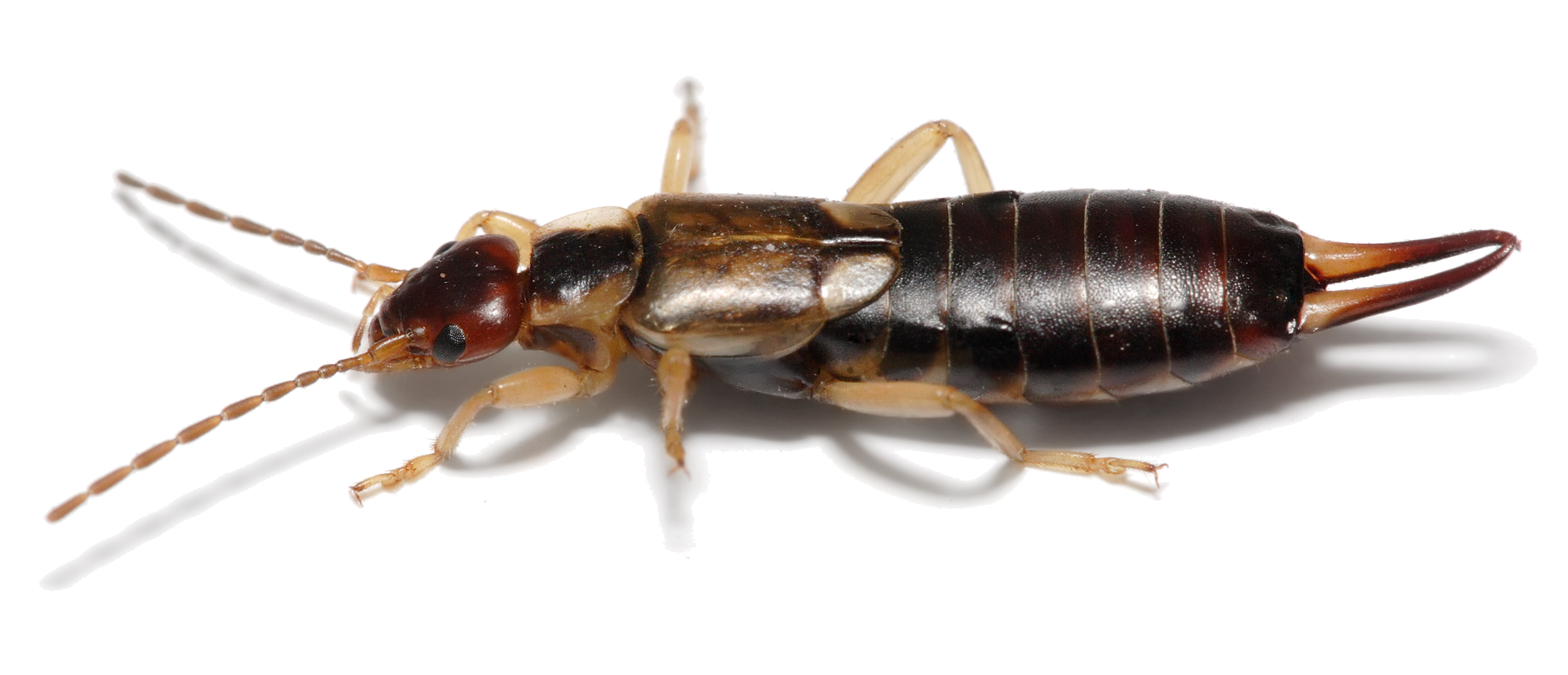 Earwigs