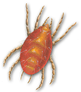 Copy of Mites