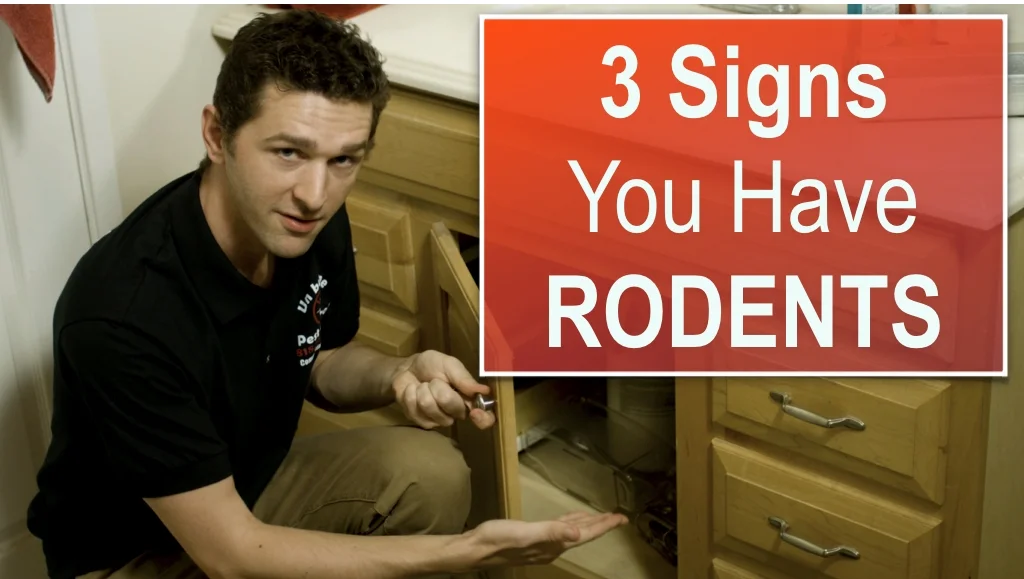 3 Signs that You Have a Rodent Problem