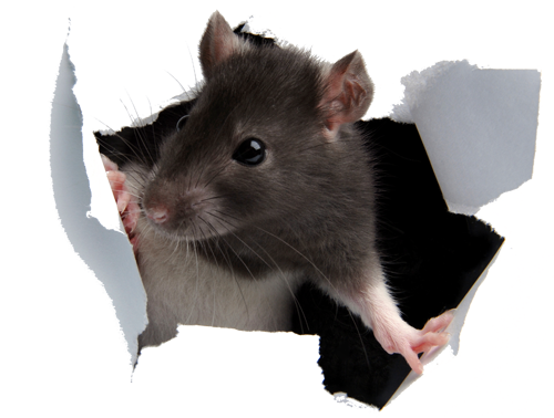 rat_paper.png