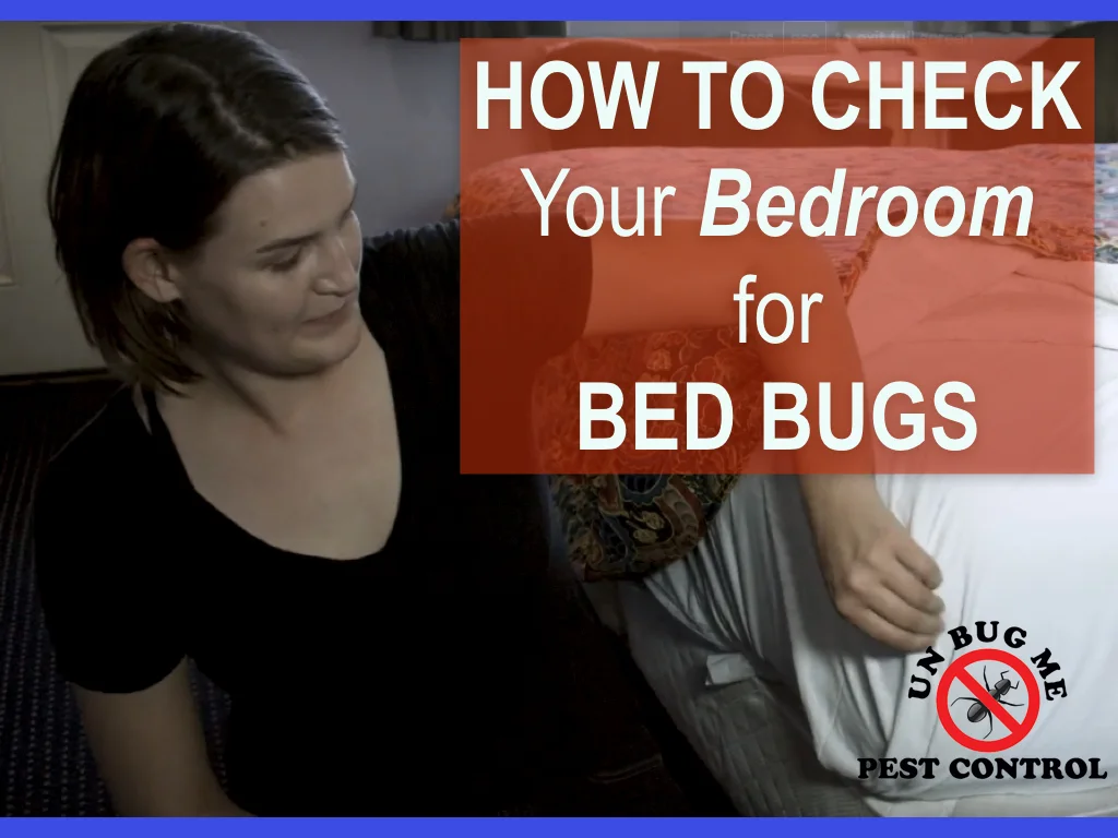 How to Check Your Bedroom for Bed Bugs