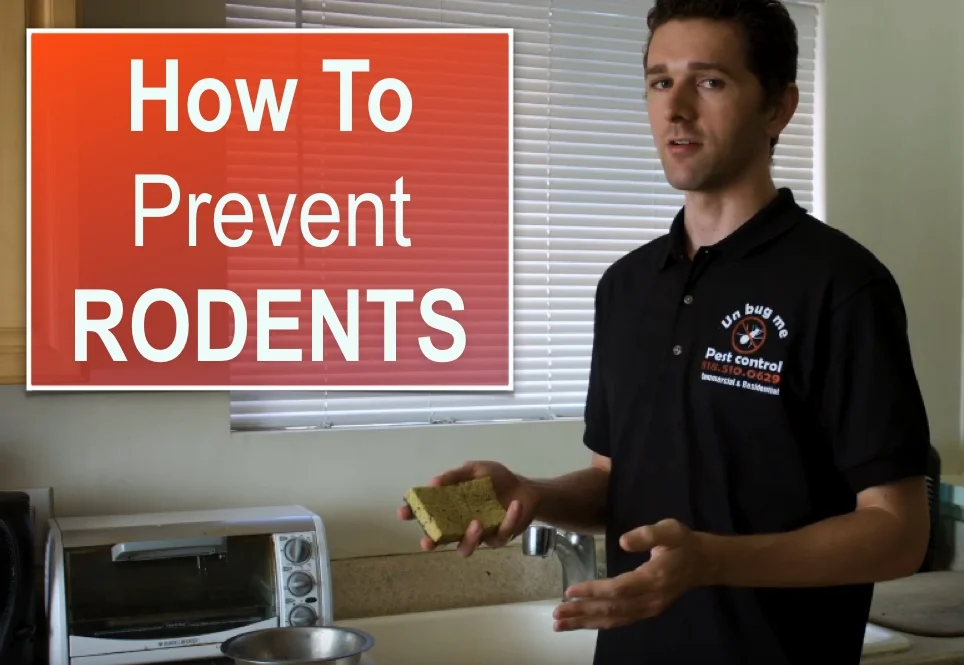 How to Prevent a Rat or Mice Infestation