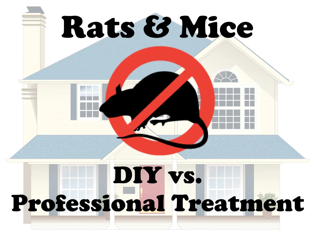 Rodent Control: DIY vs. Professional Treatment