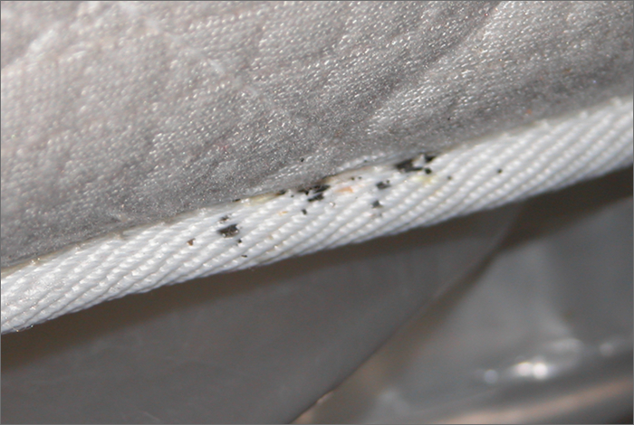 bed bugs on black mattress