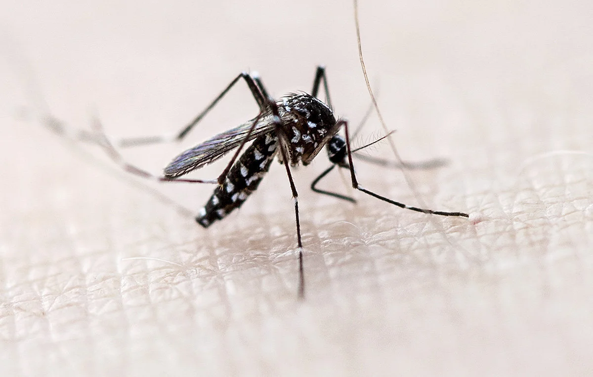 West Nile Virus Comes to Los Angeles
