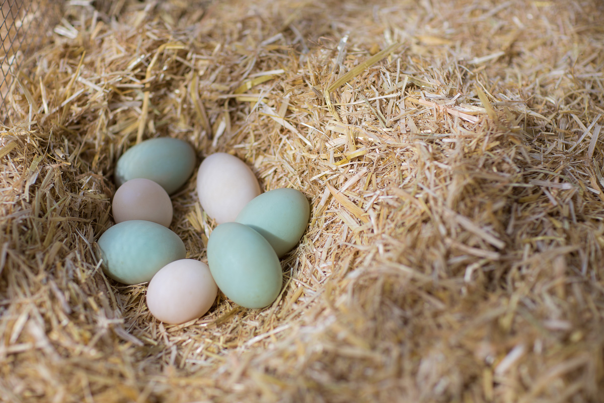 170306-duck-eggs-2.jpg