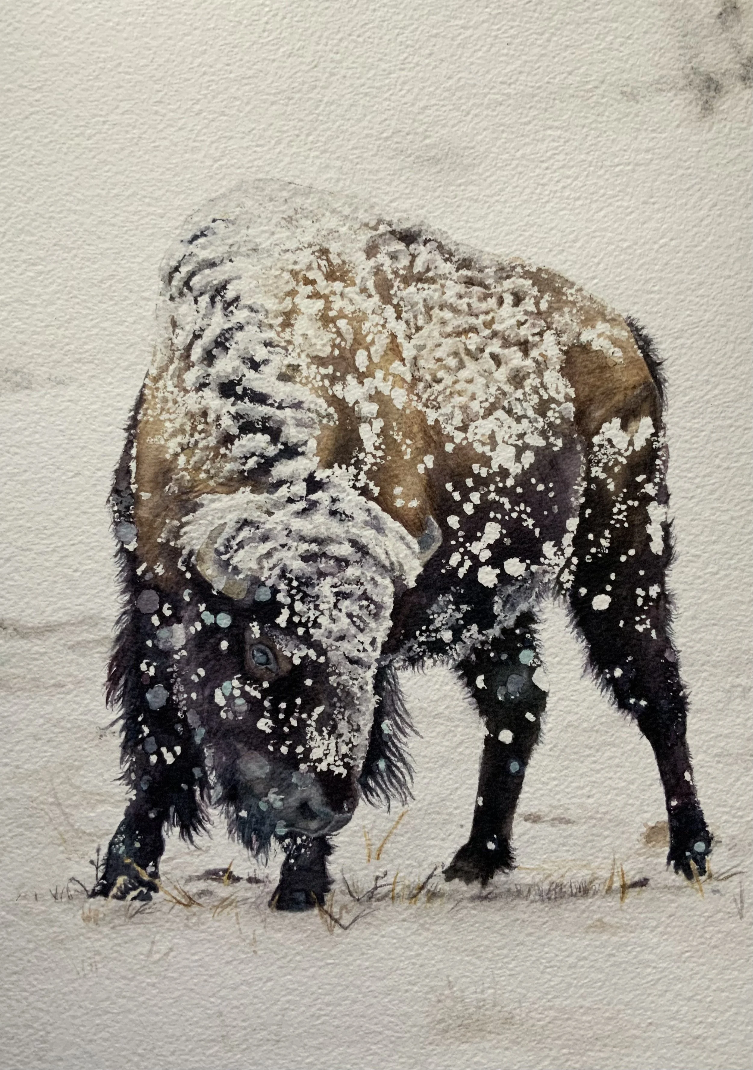 BuffaloInSnowEmmaT.jpeg