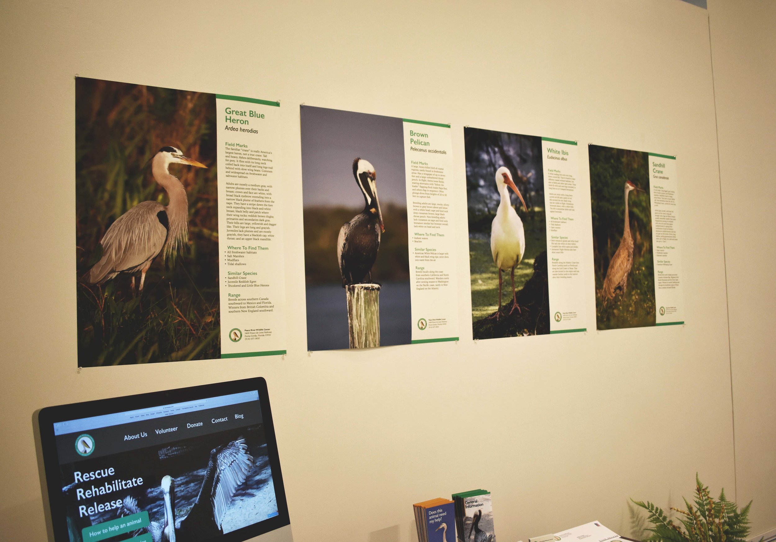 Posters.jpg