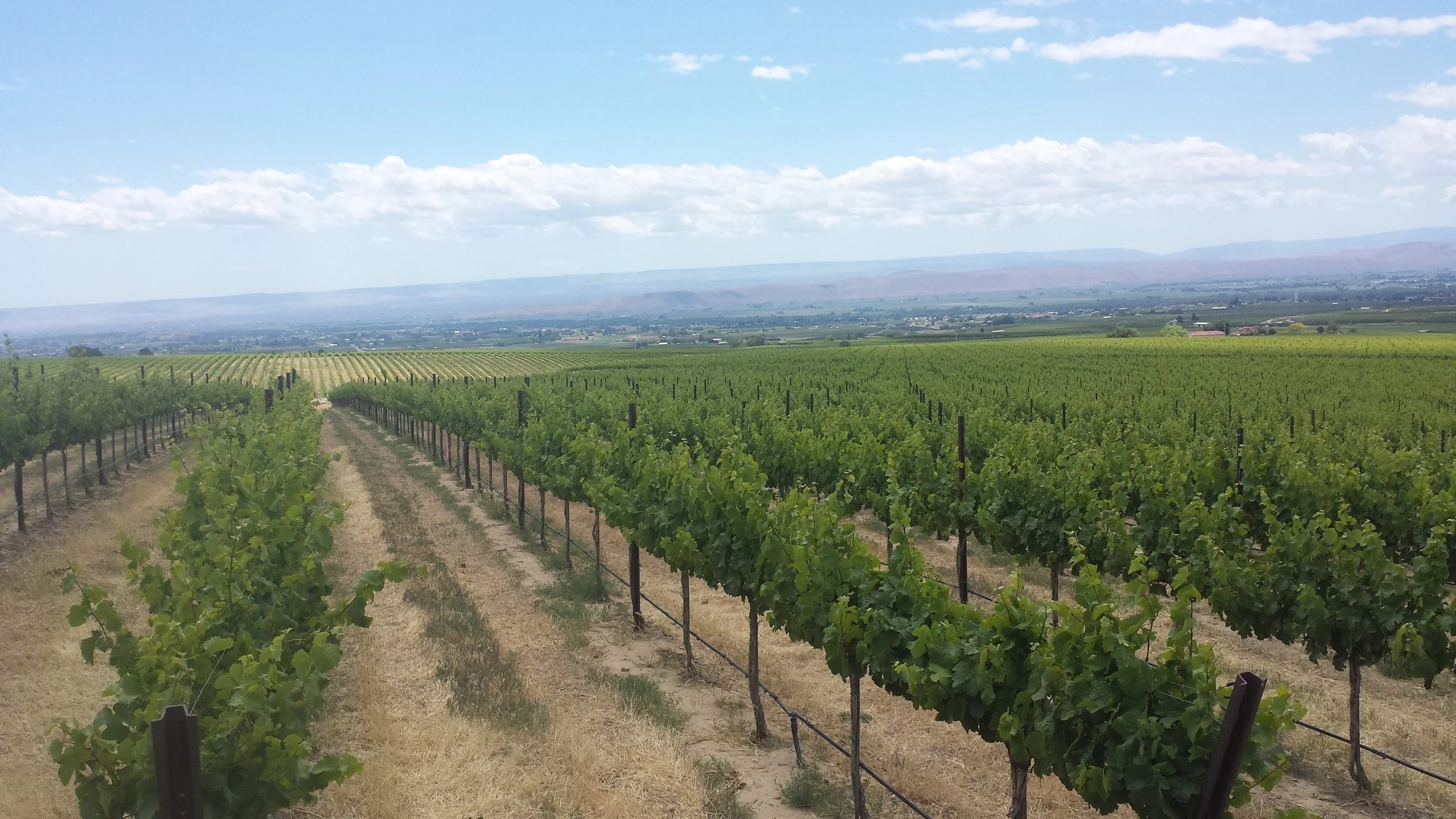 The Zillah Ranch Vineyard in the Columbia Valley, Washington.