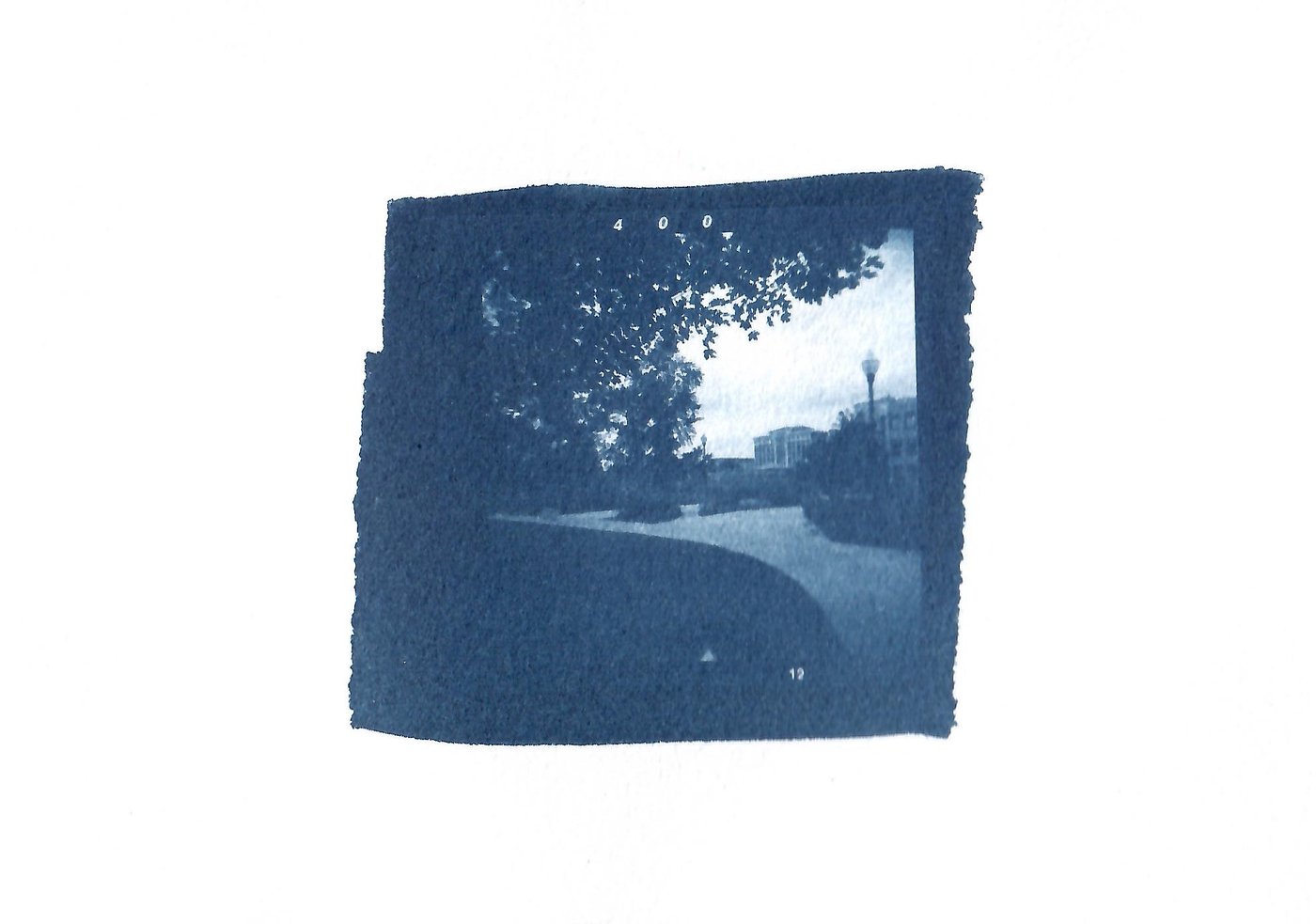  120 film cyanotype contact print . 