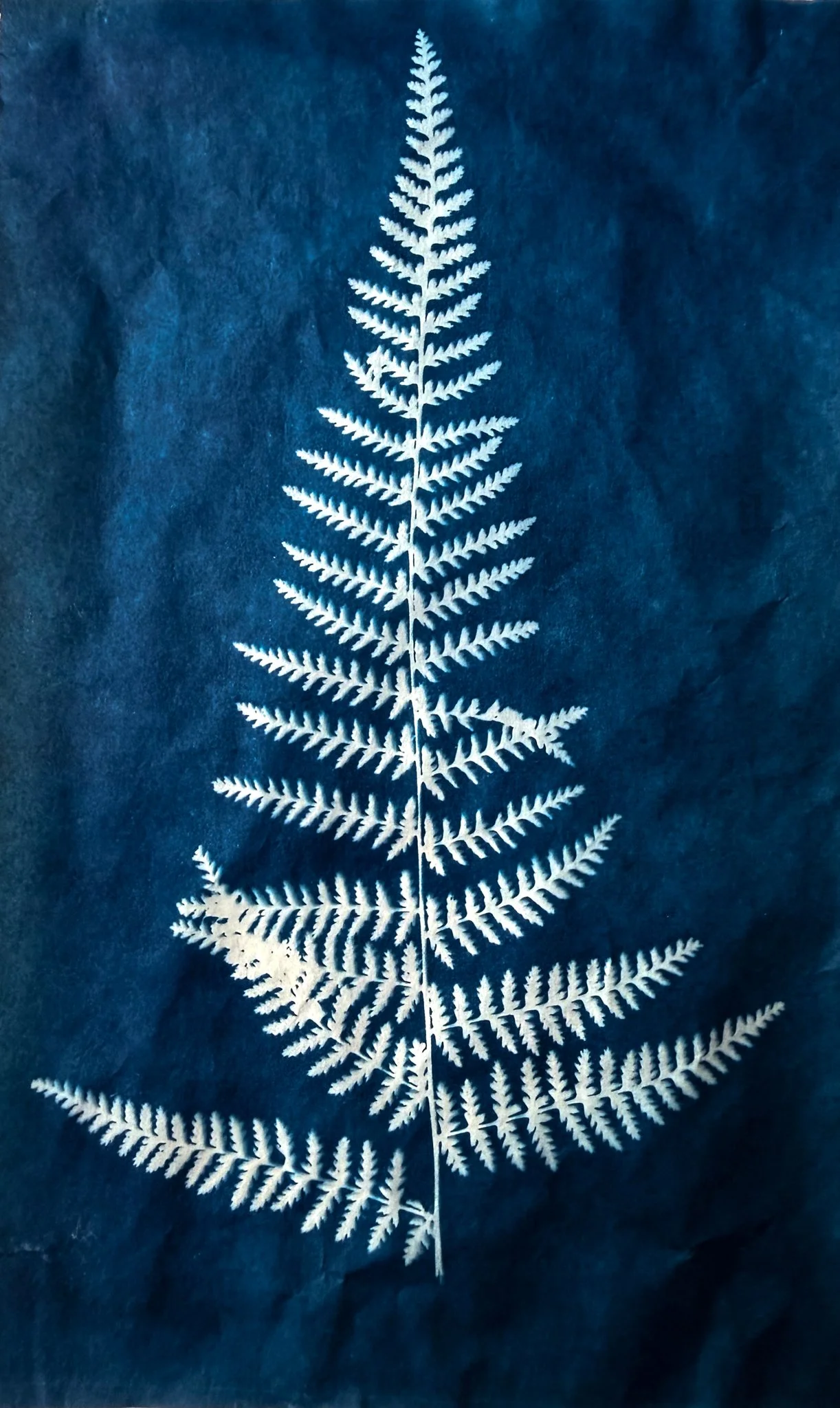 sunprint.jpg