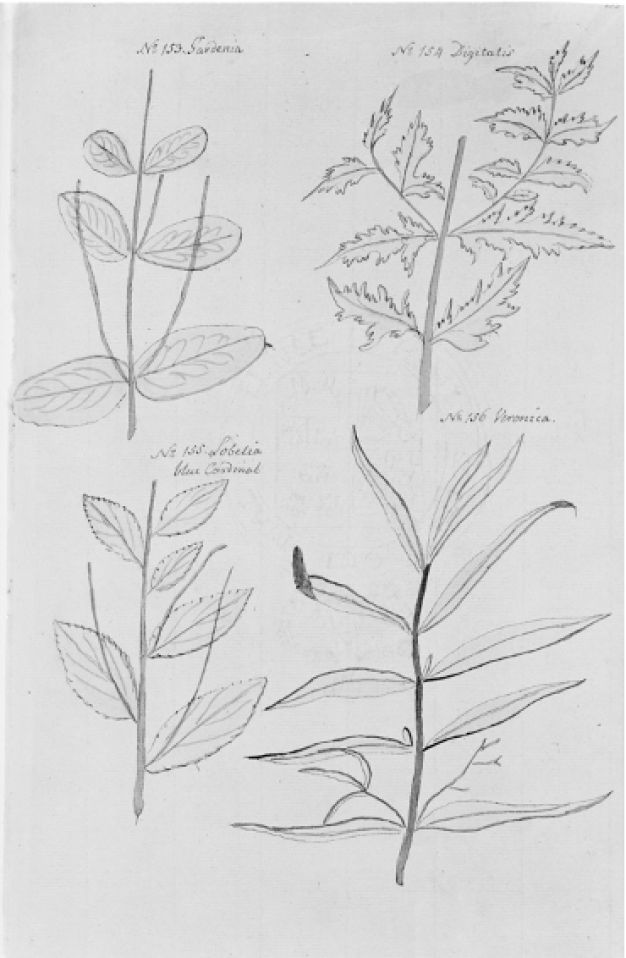 jane colen plant illustration.png