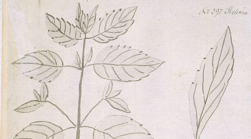 Jane-Colden-Flora-of-New-York_Blog-head_800x455.webp